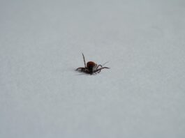 Dlaczego zbiera się limfa?