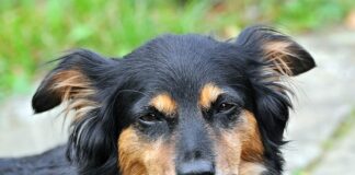 Czym usypia się ludzi do operacji?