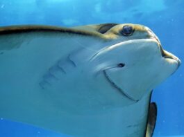 Co jeść żeby ładnie pachniało z pochwy?