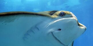 Co jeść żeby ładnie pachniało z pochwy?