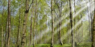 Jak wygląda kleszcz po 2 dniach?