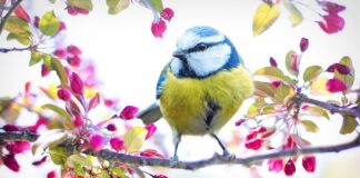 Co oznacza żółty nalot na języku?