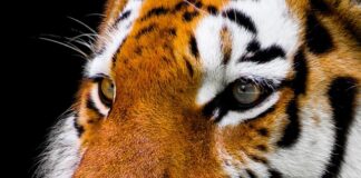 Jak pozbyć się gęstej wydzieliny z nosa?