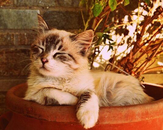 Co to znaczy że ktoś śpi w nogach?