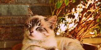 Dlaczego człowiek śpi pod kołdrą?