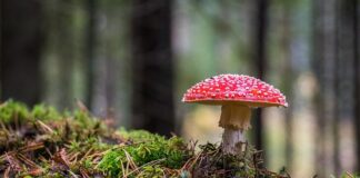 Jak wygląda grzyb na języku?