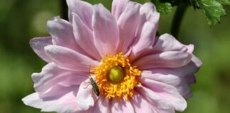 Czy można wyleczyć obrzęk limfatyczny?