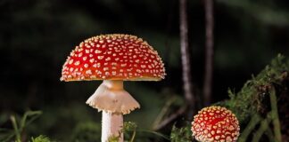 Jak wyhodować grzyba kombucha?