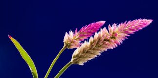 Jaki grzebień na gnidy?