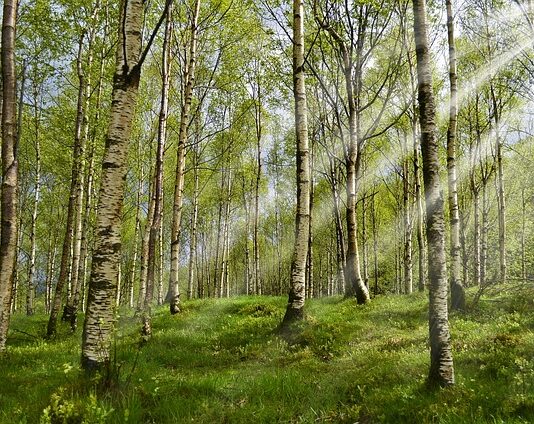 Po jakim czasie kleszcz umiera?