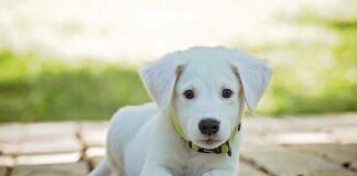 Jak wyprać kołnierz ortopedyczny?