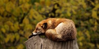 Co daje spanie z poduszką między nogami?