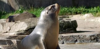 Ile powietrza do uszczelnienia rurki intubacyjnej?