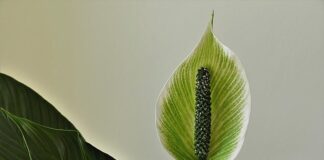 Dlaczego z pochwy leci wodą po stosunku?