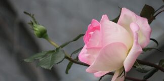 Jak pozbyć się żółtego nalotu na języku?