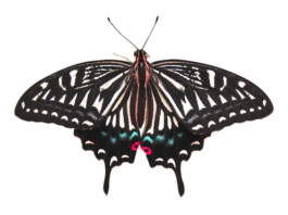 Ile kosztuje usunięcie zęba przez chirurga?