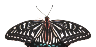 Ile kosztuje usunięcie zęba przez chirurga?